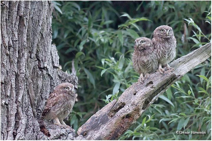 Jeunes chouettes chevêches